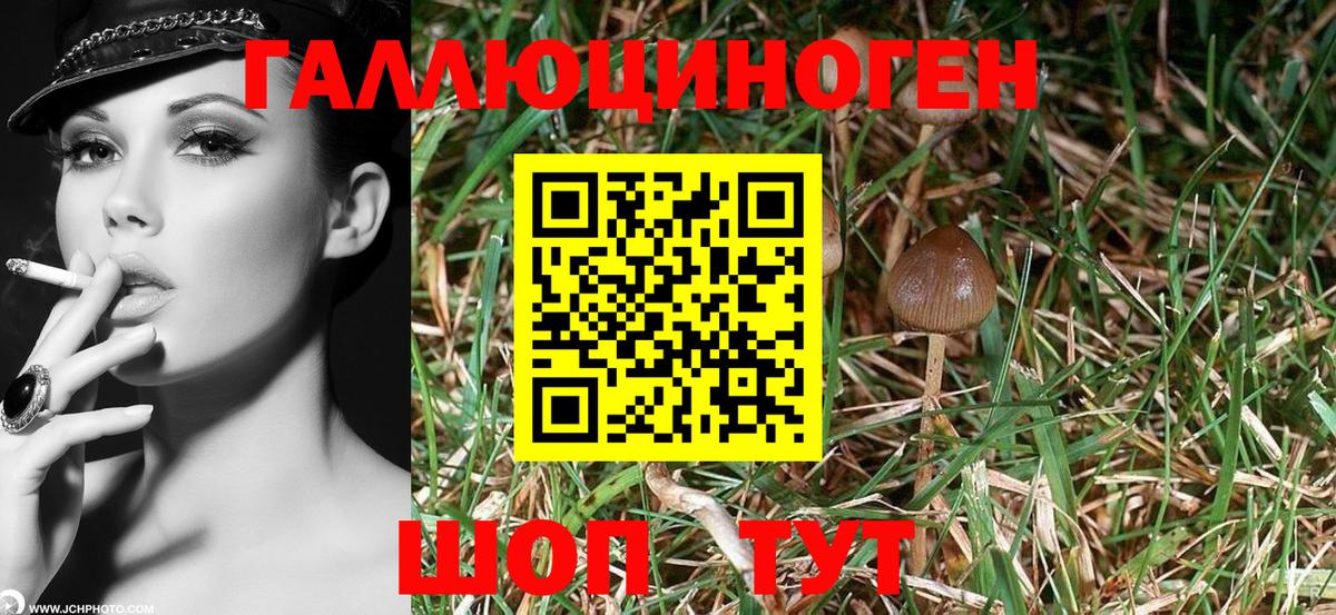 Псилоцибиновые грибы Cubensis  Вход с VPN  Прохладный 